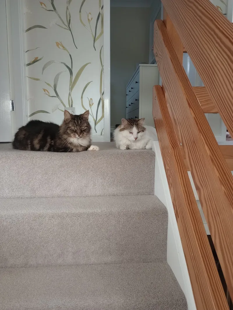 Catsworth House Cat Hotel