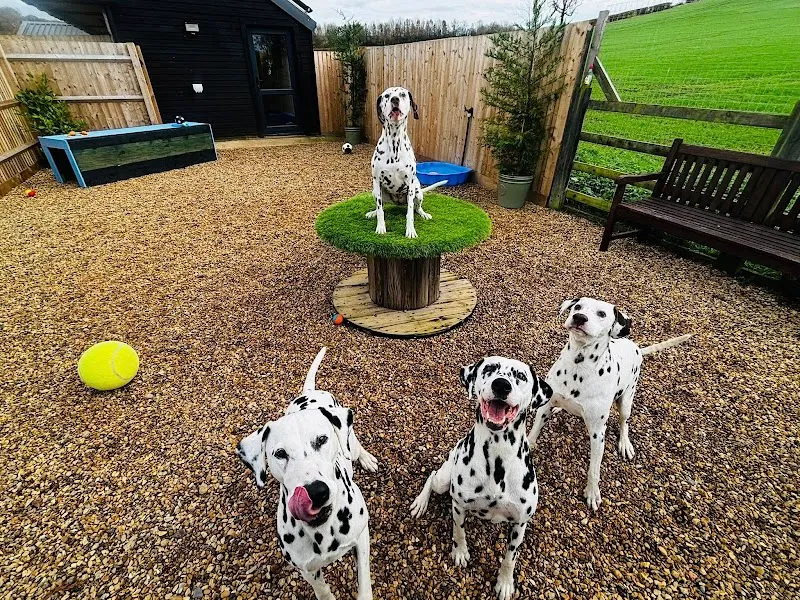 Canine Valley Rutland