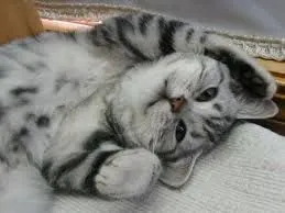 Llanstinan Kennels, Letterston, Pembrokeshire SA62 5XD, Haverfordwest - Photo 2 of 5