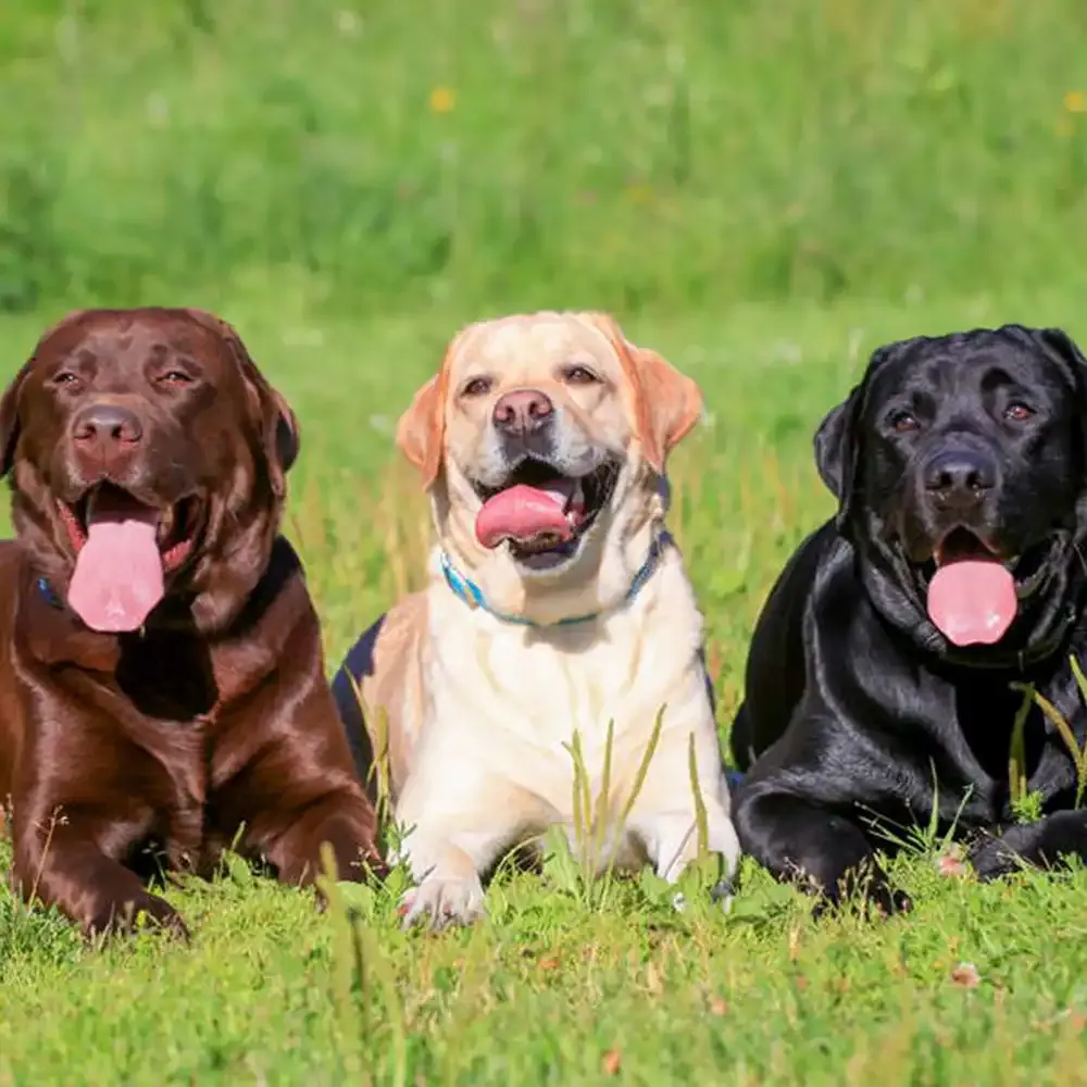 Llanstinan Kennels, Letterston, Pembrokeshire SA62 5XD, Haverfordwest - Photo 5 of 5