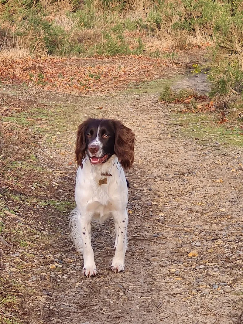 Frensham Pond Kennels