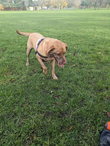 Doggy Digs Durham, Durham