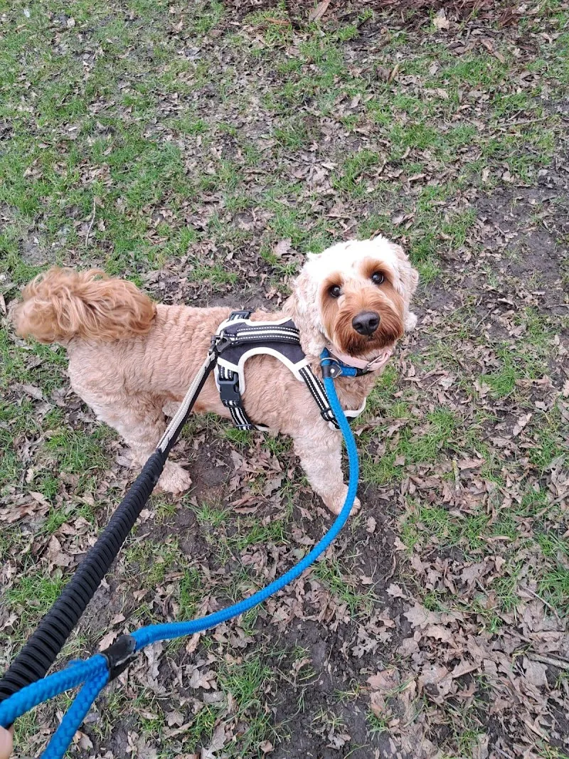 Hollybank Boarding Cattery & Kennels