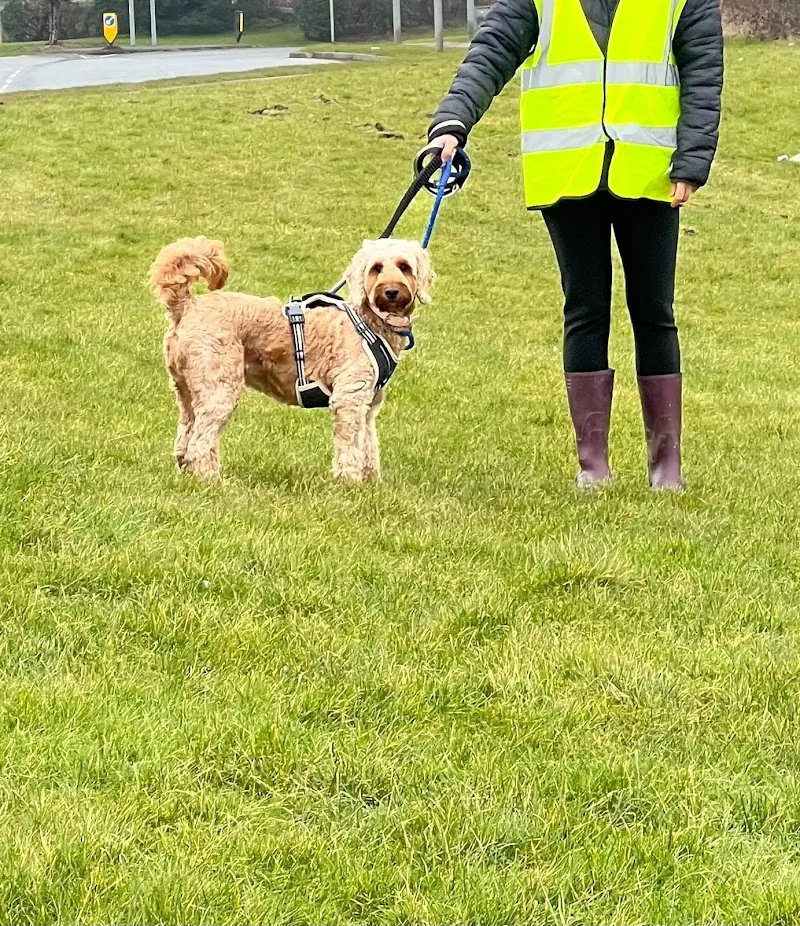 Hollybank Boarding Cattery & Kennels