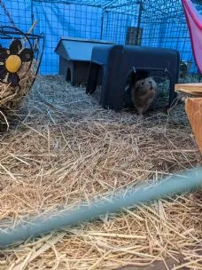 Poppy's Pals boarding service, Abergavenny