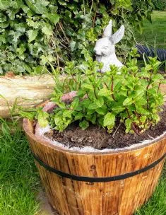 Highbank Bunny Boarding, Sudbury - Photo 1 of 2