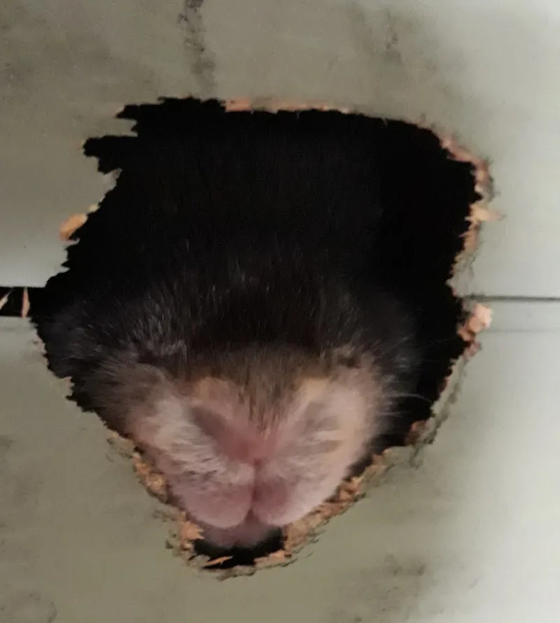 Highbank Bunny Boarding