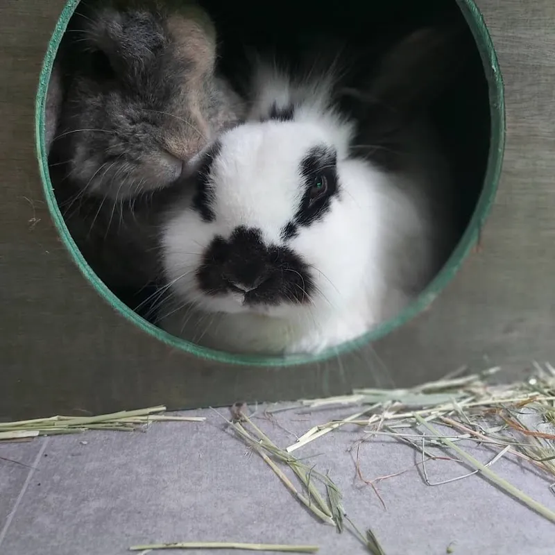 Highbank Bunny Boarding