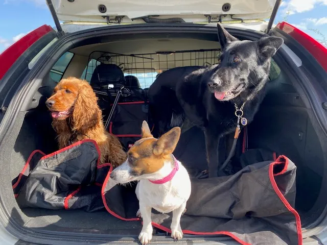 RM Pet Care