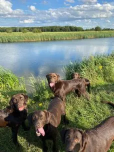 Peacehaven Boarding Kennels, King's Lynn - Photo 1 of 3