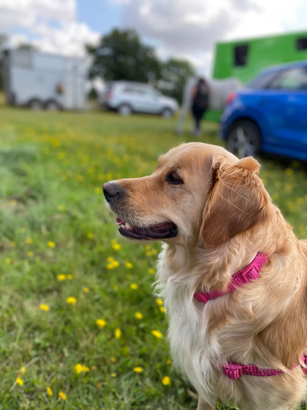 Peacehaven Boarding Kennels, King's Lynn - Photo 3 of 3