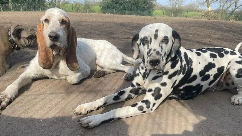 Happy Feet Doggy Day Care & Boarding