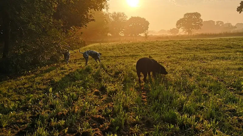 Happy Feet Doggy Day Care & Boarding
