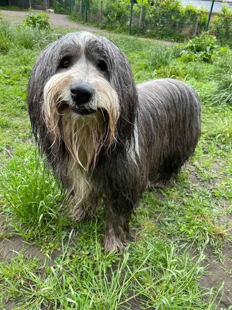 Happy Feet Doggy Day Care & Boarding