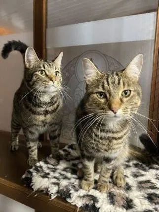 Hocus Pocus Cat Hotel, Sudbury - Photo 1 of 4