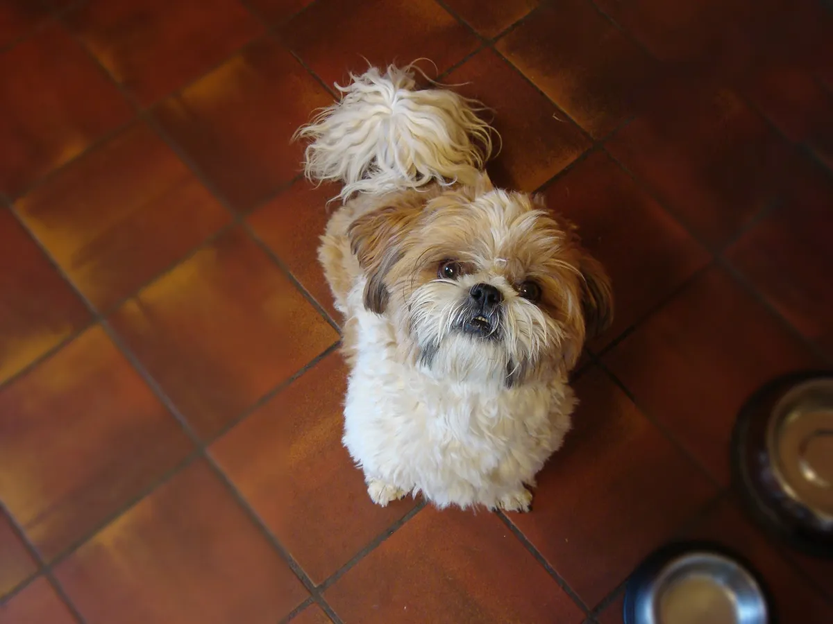 Romanby Kennels, Northallerton - Photo 2 of 6