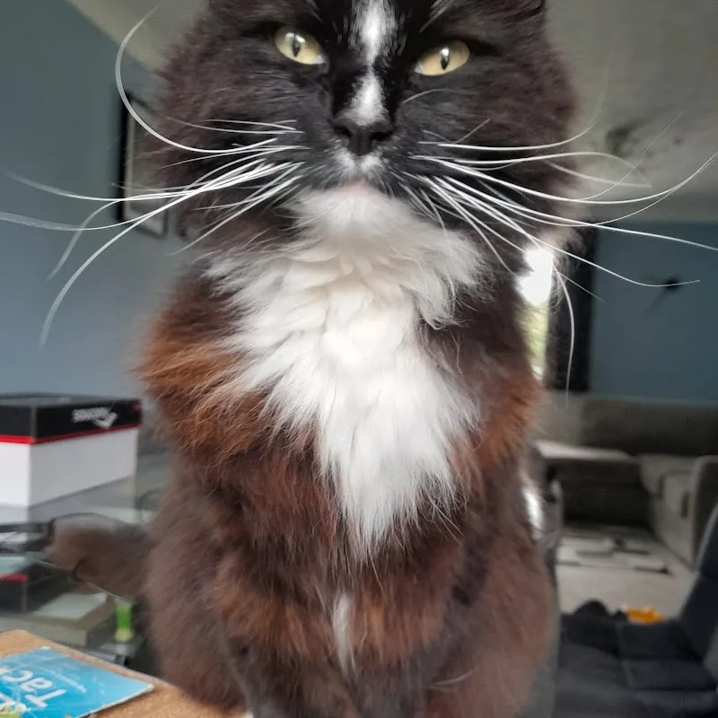 Hawthorn Boarding Cattery