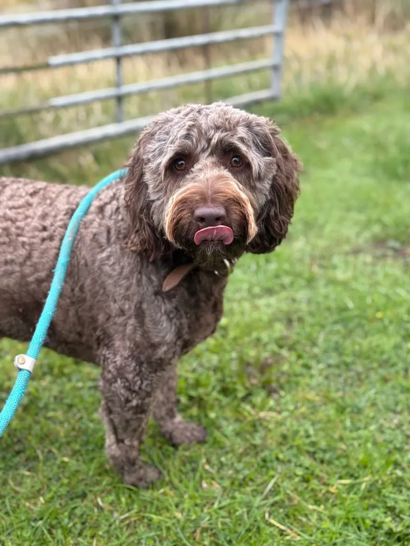 Oaklands Boarding Kennels