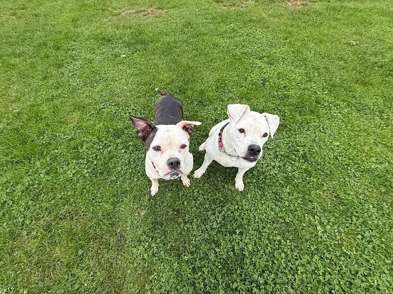 Oaklands Boarding Kennels