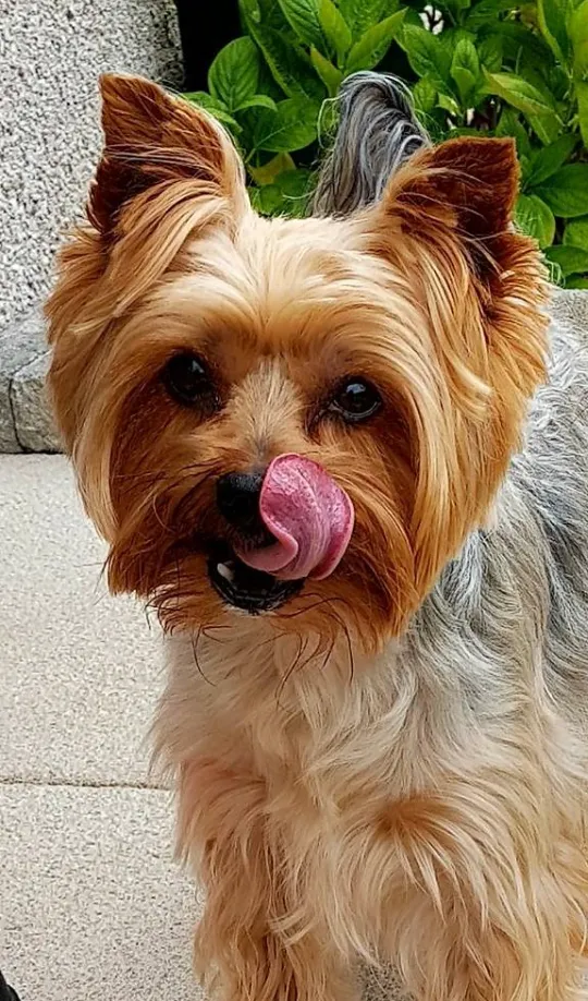 Country Getaway Boarding Kennels