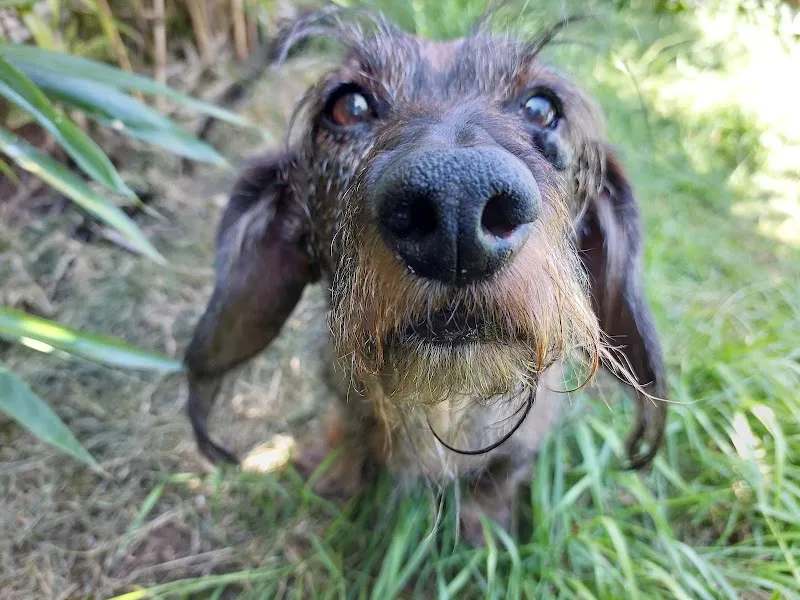 Happy Days Dog Care Ltd