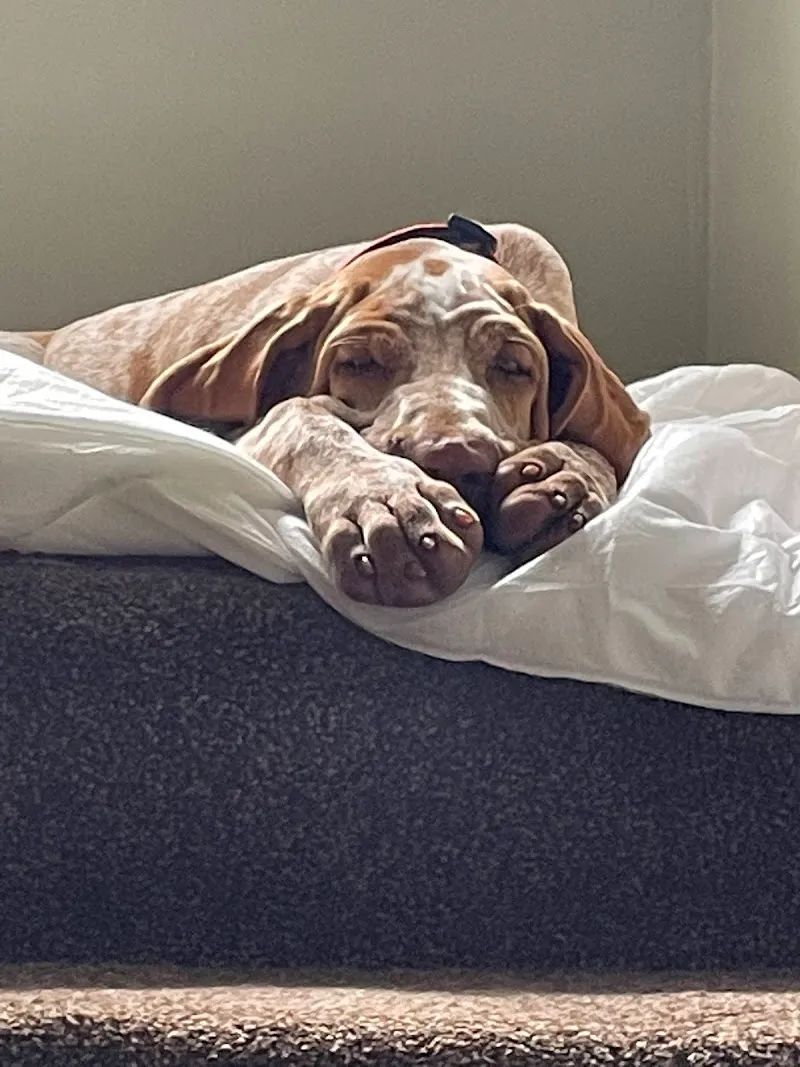 Cliff Top Kennels Re-homing Centre