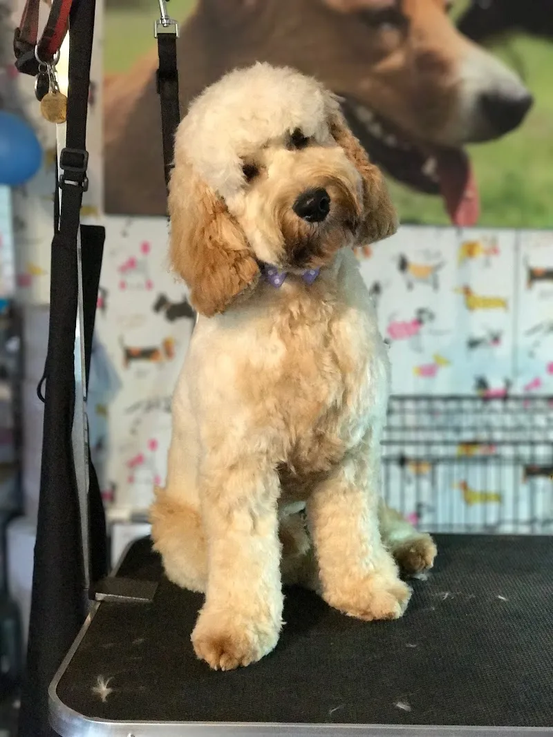 Mucky Pupz - daycare, boarding & grooming company