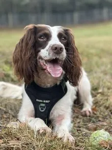 Home from Home Dog Boarding, Banchory