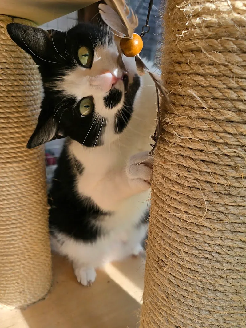The Bluecat Cattery Ltd