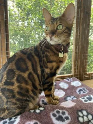 Hazelwood Boarding Cattery, Ashford - Photo 1 of 3