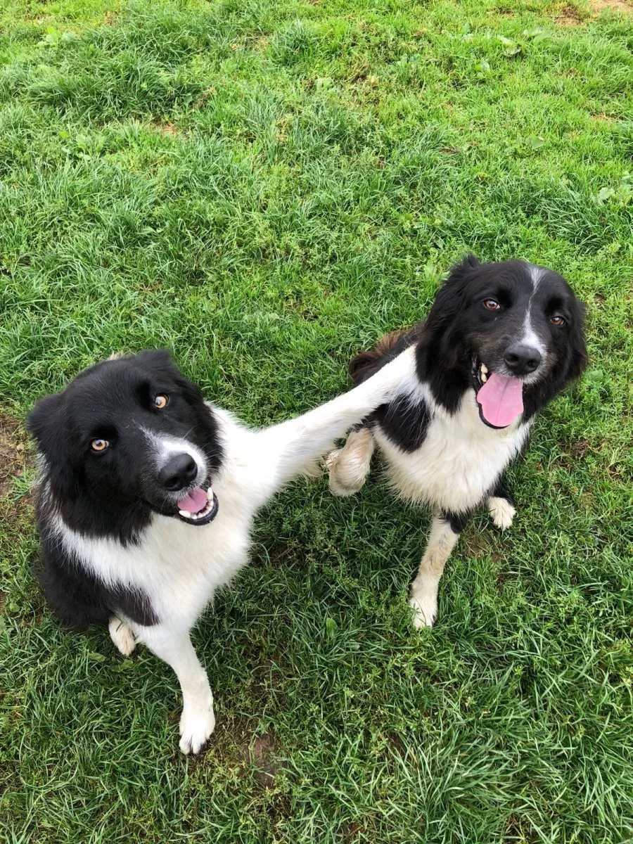 Trelawn Boarding Kennels, South Molton - Photo 3 of 3