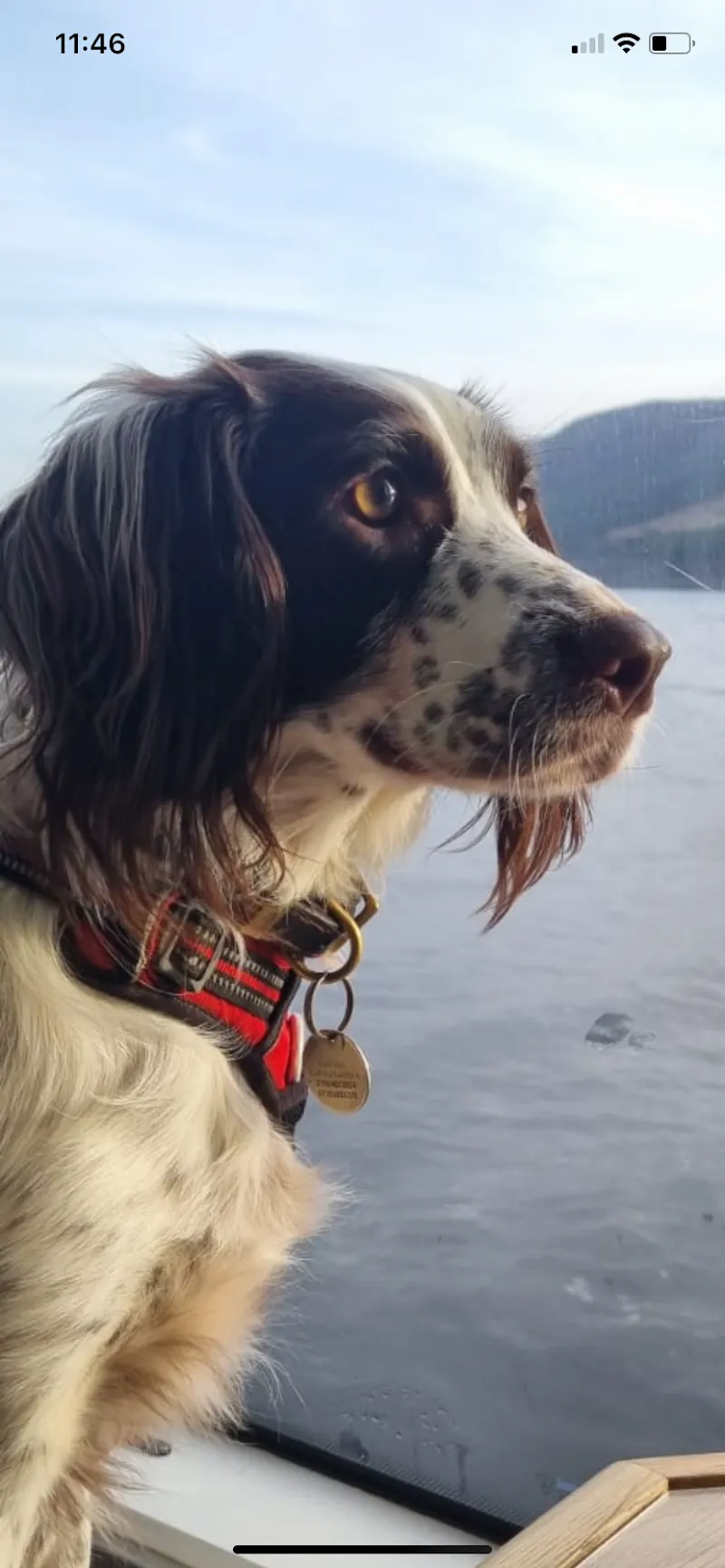 Trelawn Boarding Kennels