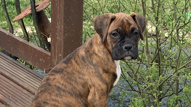 Trelawn Boarding Kennels