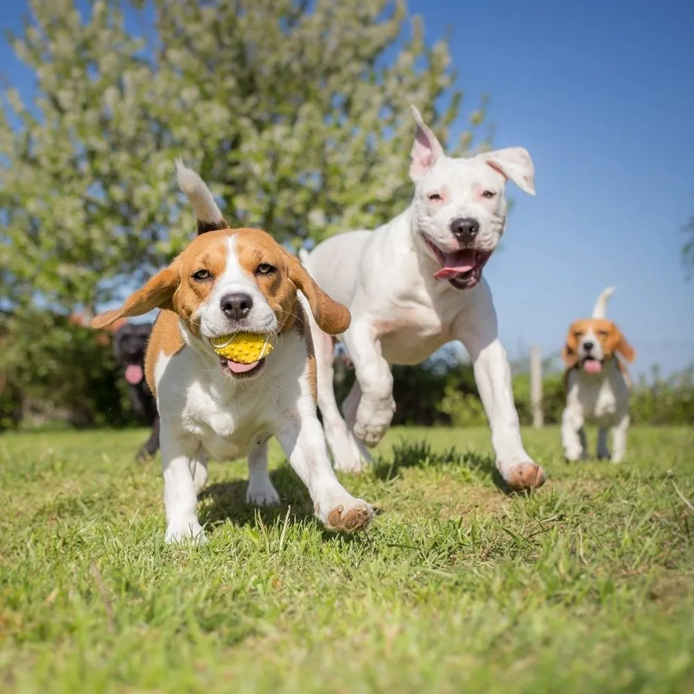 Prestige Boarding Kennels Hull, Hull - Photo 3 of 3