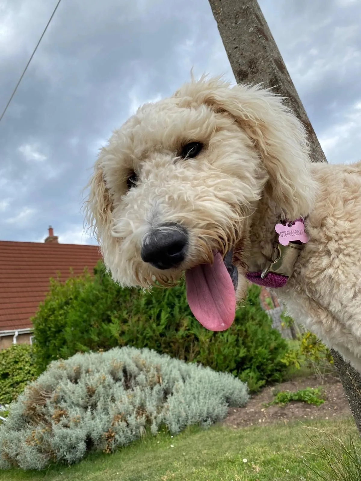 Skye’s Doggie Day Care - Image 1
