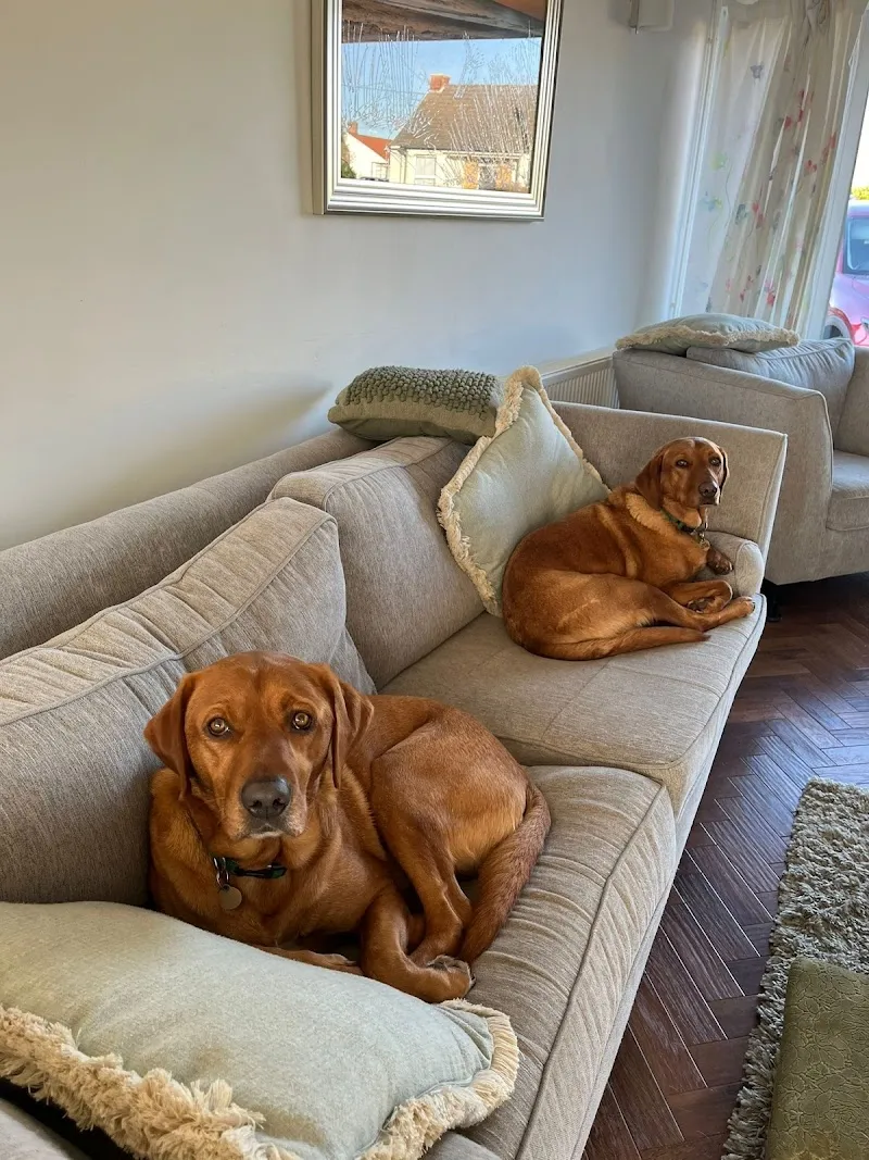 Skye’s Doggie Day Care