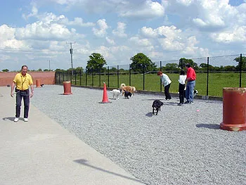 Park Lane Kennels