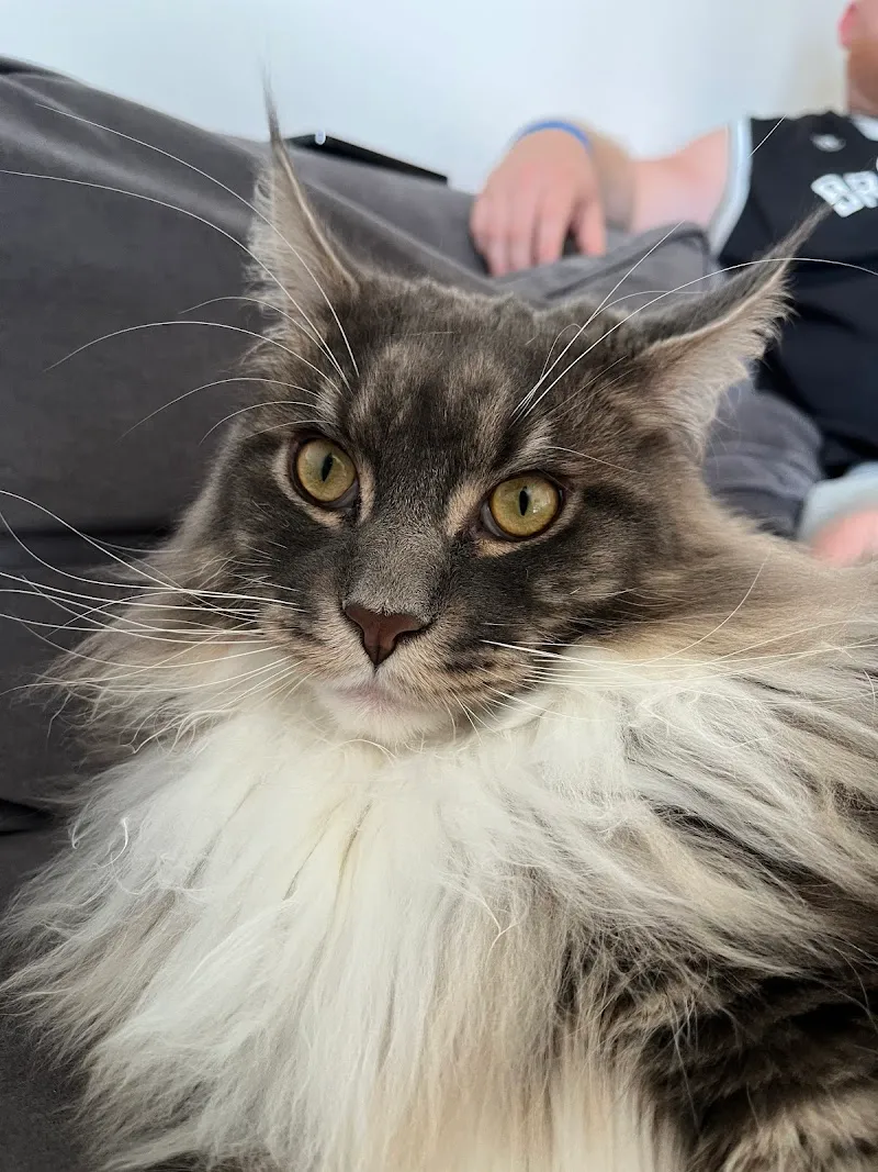 Rafikis Boarding Cattery