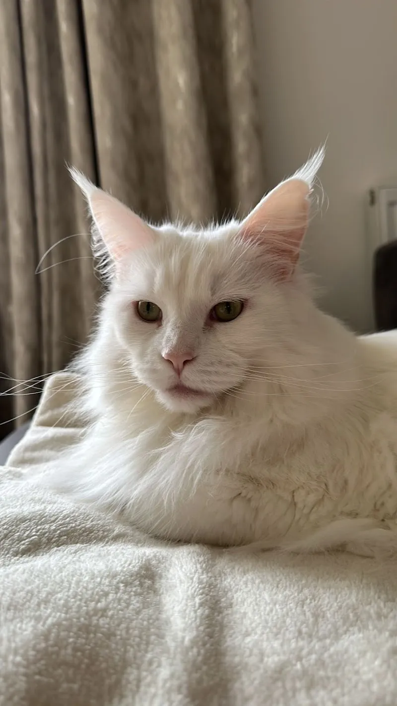 Rafikis Boarding Cattery