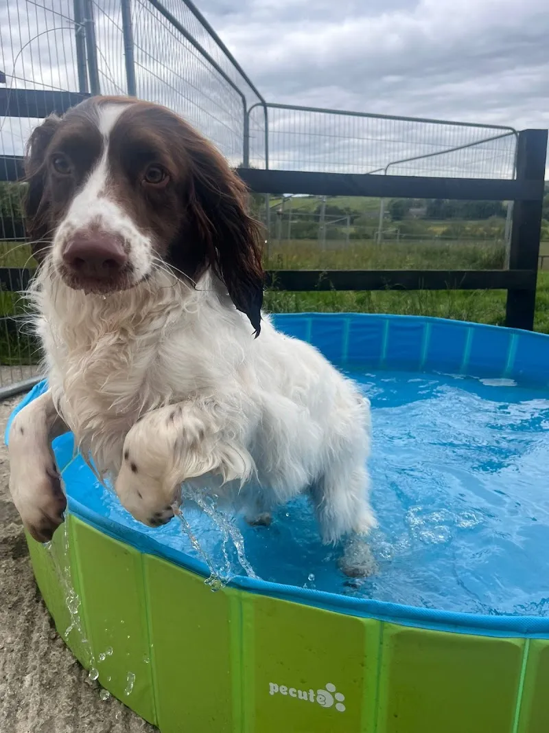 North Tyne Boarding Kennels