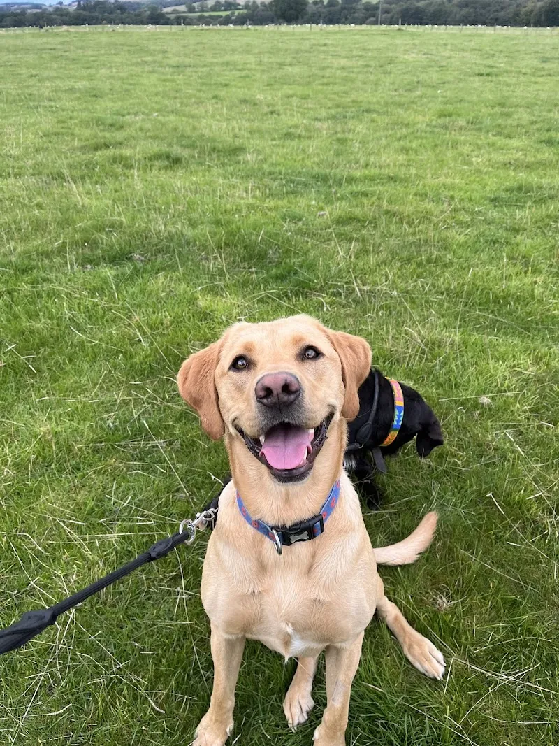 North Tyne Boarding Kennels