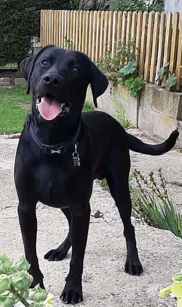 Wortham Boarding Kennels and Cattery
