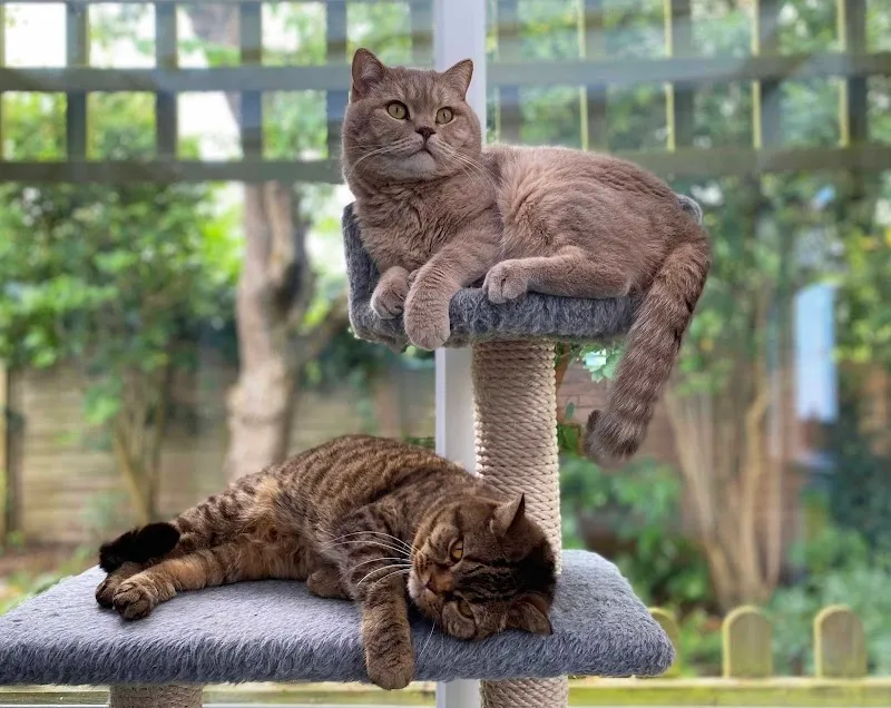 Longcroft Luxury Cat Hotel Wymondham / Norfolk