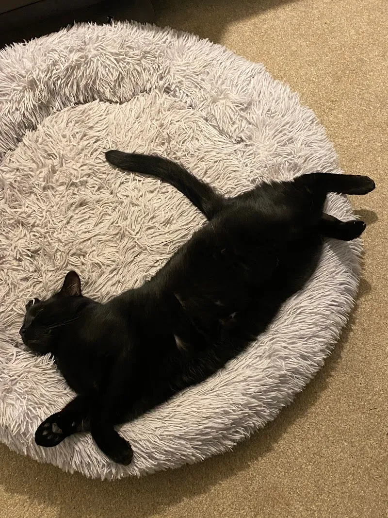 Foxgloves Boarding Cattery