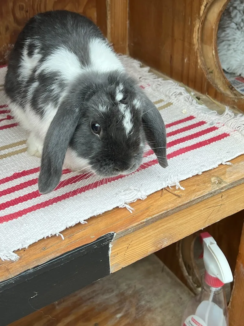 Bobbytails Small Animal Boarding