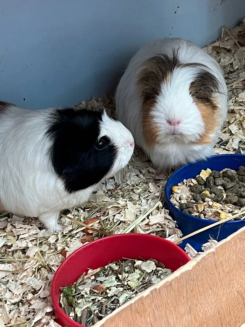 Bobbytails Small Animal Boarding