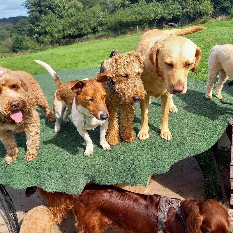 Cottons Doggy Daycare