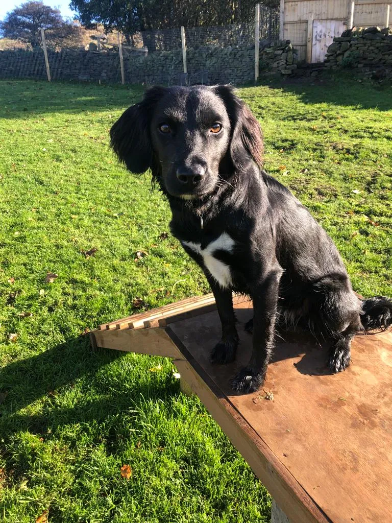 Home on the Farm Luxury Dog Boarding