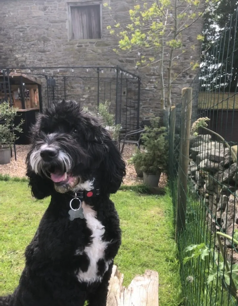 Home on the Farm Luxury Dog Boarding