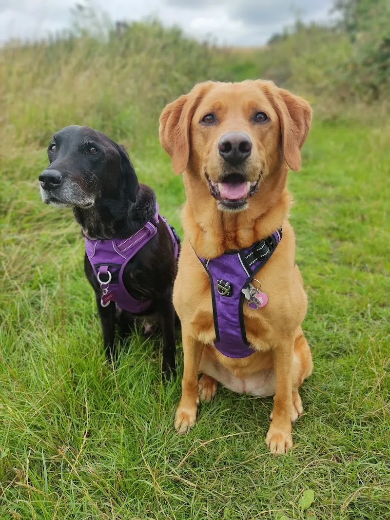 Hendrix Teal Dog Boarding